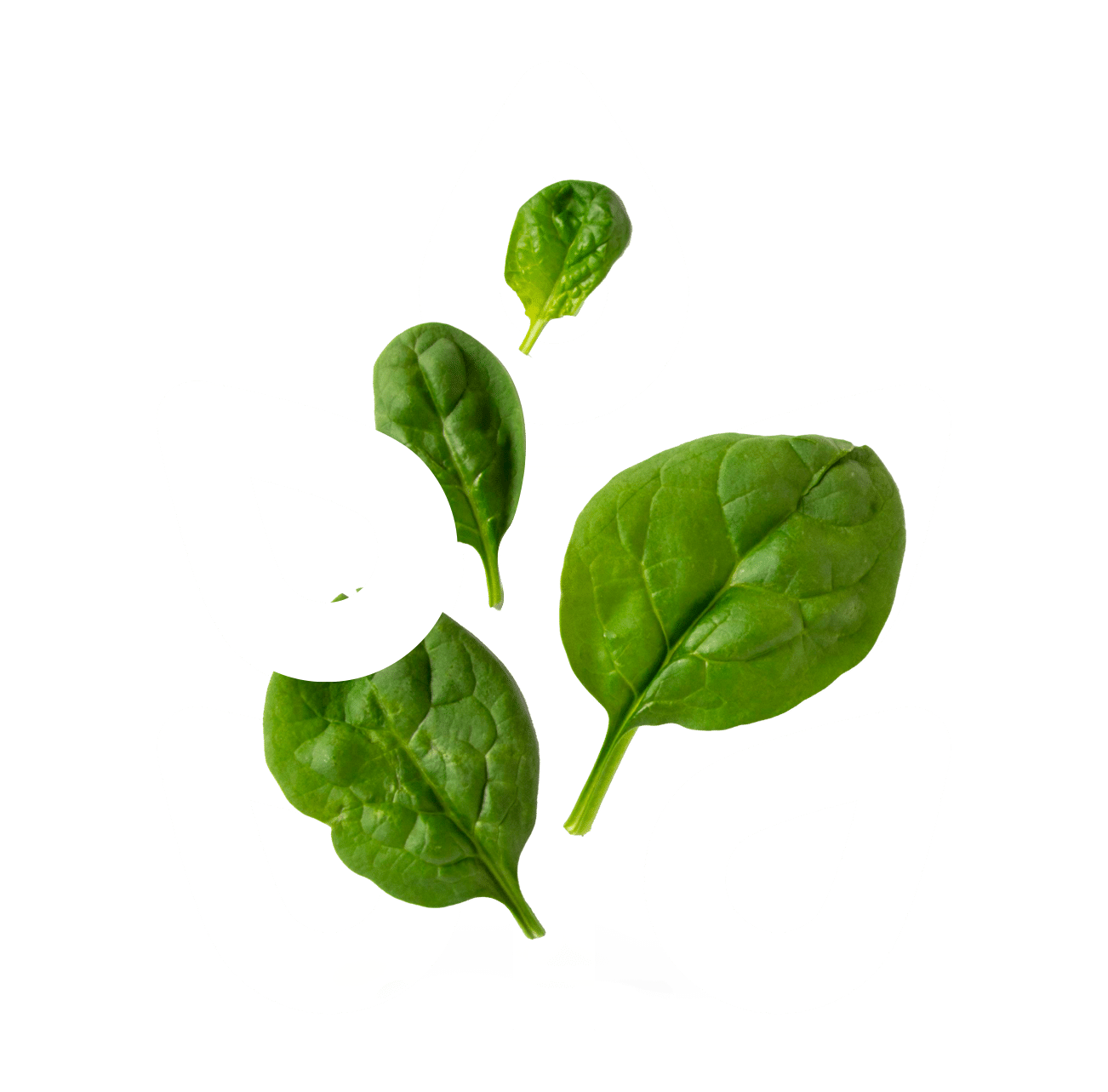 Sustainable Food Systems